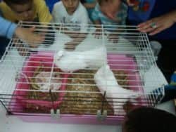 ילדים צופים ביוני טווס וגוזלים