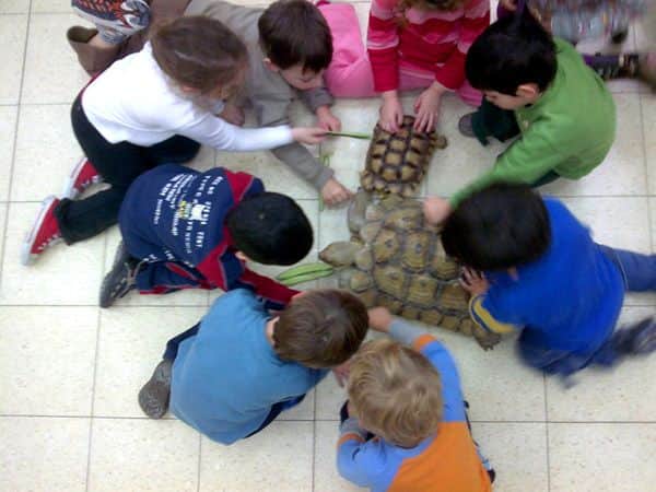 צב ענק סוליקטה דורבני חוג חיות בגן ילדים עם ליאור שבתאי בחזרה לטבע גן זואולוגי נייד