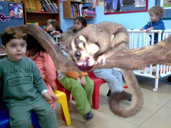 שוגר גליידר חוג חיות עם קרן שבתאי מבחזרה לטבע גן זואולוגי נייד