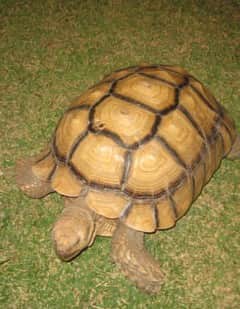 צב במסיבת יום הולדת